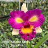 Rlc ThaksinaCandy SexyPink