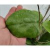 Hoya sp. Borneo round leaf