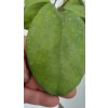 Hoya sp. Borneo round leaf (VR)