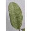 Hoya erythrina 'splash'