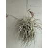Tillandsia straminea (trs XXL)