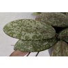 Hoya sigillatis 'round leaves silver' (VT)