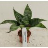 Sansevieria trifasciata 'Hahnii '