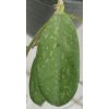 Hoya thompsonii 'white'