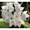 Hoya thompsonii 'white' (IMP)