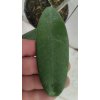 Hoya meliflua ssp. fraterna