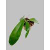 Hoya meliflua ssp. fraterna (ZR)