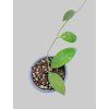 Hoya erythrostemma BL (VR)