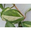 Hoya incrassata 'variegata'