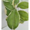 Hoya incrassata 'albomarginata'