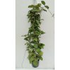 Hoya ovalifolia (trs XXL)