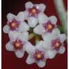 Hoya ovalifolia (trs XXL)