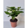Coffea arabica (kávovník)