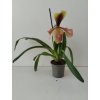 Paphiopedilum hybrid #1