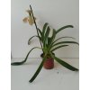 Paphiopedilum hybrid #1