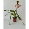 Paphiopedilum hybrid #1