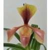 Paphiopedilum hybrid #1