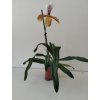 Paphiopedilum hybrid #2 (kvetoucí)