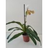 Paphiopedilum hybrid #2