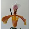 Paphiopedilum hybrid #2