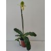 Paphiopedilum 'Pinocchio alba' (kvetoucí)