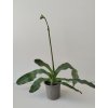 Paphiopedilum 'Pinocchio alba' (nakvétající)