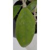 Hoya rintzii 'Yellow' (IMP)