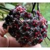 Hoya pubicalyx 'Royal Hawaiian Purple'