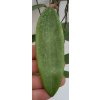 Hoya sp. Bulusan (VR)