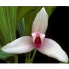 lycaste guatemalensis