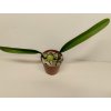 Bulbophyllum nigrescens