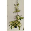 Hoya acuta 'variegata' (big leaf)