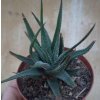 Haworthia radula