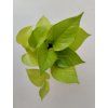 Scindapsus 'Golden Pothos'