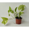 Scindapsus 'Golden Pothos'