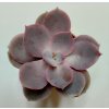 Echeveria 'Metallica Pearl'