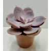 Echeveria 'Metallica Pearl'