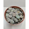 Lithops sp. (velký trs) #5