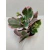 Kalanchoe blossfeldiana 'variegata tricolor'