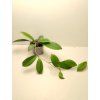 Hoya skinneriana (VR)