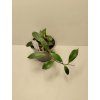 Hoya cv. 'Rebecca' (ZR)