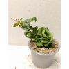 Hoya carnosa 'compacta' (VR)