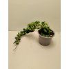 Hoya carnosa 'compacta' (VR)