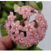Hoya carnosa 'compacta' (VR)