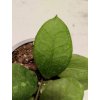 Hoya ovalifolia (ZR)