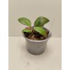 Hoya ovalifolia (ZR)