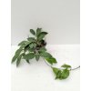 Hoya limoniaca (ST)