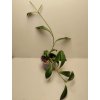 Hoya rosarioae (VR)