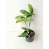 Hoya lobbii (cream flower) (VR)