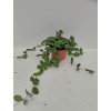 Hoya cv. 'Mathildae' (ST)